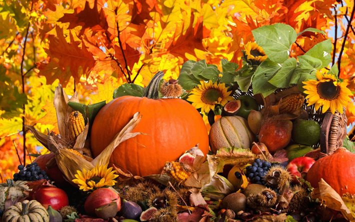 harvesting, autumn, pumpkin, harvest