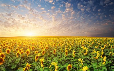 ukraine, sonyachnyi, sunflowers, evening, the sky