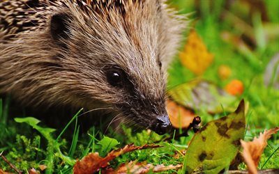 hedgehog, 4k, autumn, muzzle, leaves