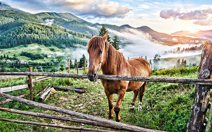 caballo marrón, montañas, pastar, caballo hermoso, paisaje de montaña, caballo en las montañas, caballos