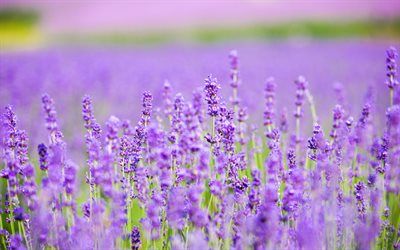4k, ranska, laventeli, bokeh, kesä, laventelipellot, violetit kukat, lavandula, kauniita kukkia, kuvia laventelilla