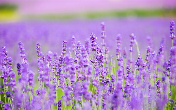 4k, ranska, laventeli, bokeh, kesä, laventelipellot, violetit kukat, lavandula, kauniita kukkia, kuvia laventelilla