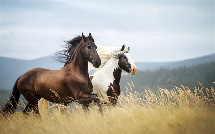 horses, meadow, mountains, blur