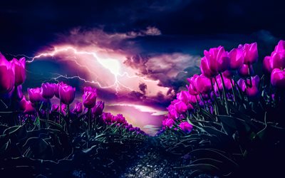 4k, tulipas roxas, noite, flores da primavera, bokeh, campo de tulipas, flores roxas, tulipas, flores bonitas, fundos com tulipas, botões roxos