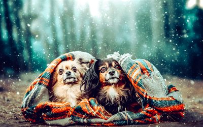 chihuahua, cani carini, animali domestici, cani, chihuahua sotto una coperta, nevicare, inverno, sera, simpatici animali