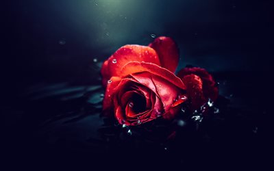 rose rouge, obscurité, macro, gouttes d'eau, fleurs rouges, des roses, bokeh, belles fleurs, rose dans l'eau, photo avec rose rouge, arrière plans avec des roses, bourgeons rouges