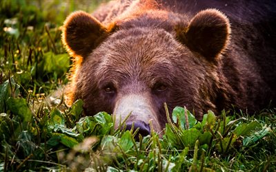 grizzly, gräs, rovdjur, björnar