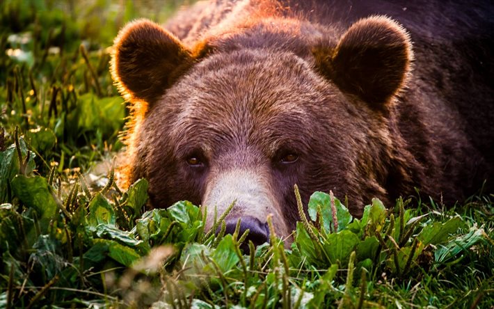 grizzly, gräs, rovdjur, björnar