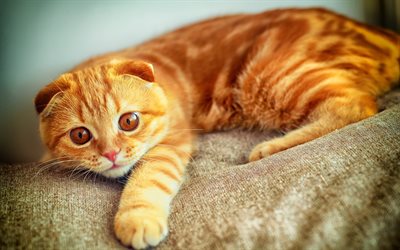 scottish fold, kissat, punatukkainen kissa, hämärä