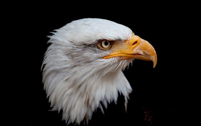4k, 白頭ワシ, 獲物の鳥, 黒い背景, イーグルルック, アメリカのシンボル, 閉じる, 美しい鳥, イーグルス, 略奪的な鳥