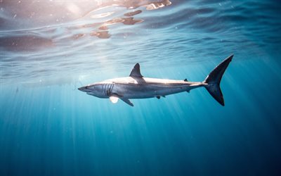 weißer hai, unterwasserwelt, hai unter wasser, ozean, raubtiere, haie, tierwelt