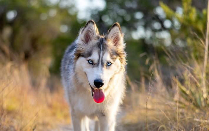 シベリアンハスキー, 4k, ボケ, かわいい動物, ペット, 犬, シベリアのハスキー犬, ハスキー