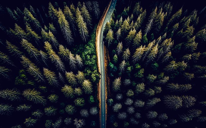 road in the forest, 4k, aerial view, trees, asphalt road, top view, forest aerial view
