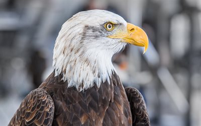 4k, weißkopfseeadler, bokeh, durchdringender blick, tierwelt, winter, greifvögel, usa symbol, eagle  look, jagdadler, schöne vögel, adler, raubvögel