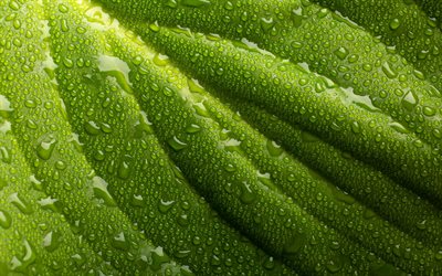 4k, grünes blatt, tau, makro, ökologie, verlässt texturen, wassertropfen, natürliche konzepte, hintergrund mit blatt, blätter, ökologie konzentrationen, blatttexturen