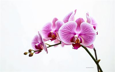 orchide 3d rosa, 3d art, orchidee, orchidee rosa, fiori tropicali, sfondo bianco con orchidee rosa, fiori rosa
