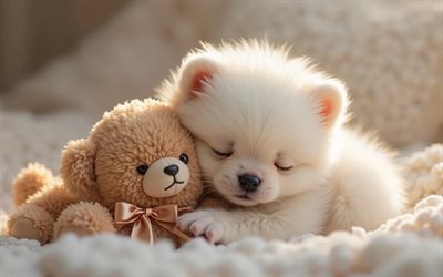 pequeño con oso de peluche, 4k, animales lindos, cachorro pomerano, peque pequeño y esponjoso, perro pequeño, oso de peluche, conceptos de buenas noches, oso de pomerania y teddy, pomeranio