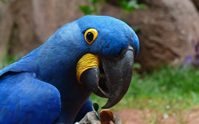 papegojor, fåglar, aror, blå papegoja