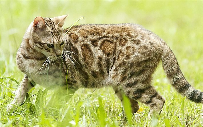 kaukoidän kissa, bengalin kissa, aasialainen leopardi