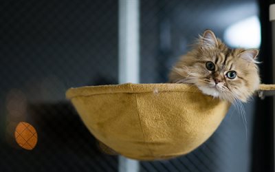 birichino gatto, il muso di un gatto, gattino carino, miele cocciniglia