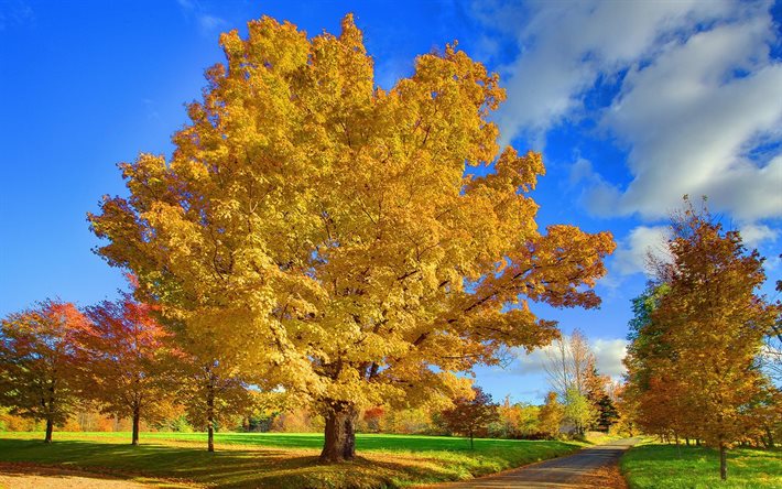 amarillo, árbol, otoño, paisaje