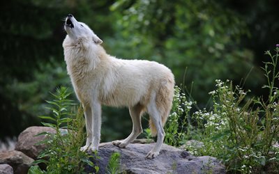 howling wolf, photo, wolves, white wolf