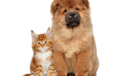 fluffy dog, red cat, the chow chow