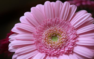 गुलाबी गुलदाउदी, गुलाबी फूल