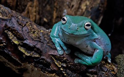 blue frog, toad, blue toad