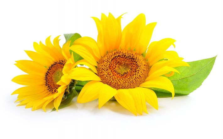노란색은 해바라기, sonyachnyi, 노란색 꽃이, 해바라기