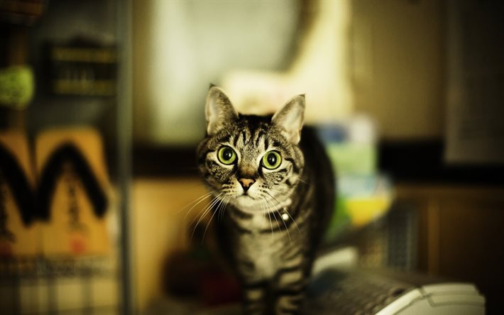 gato gris, ojos verdes