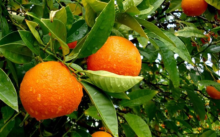 tangerines, branch tangerine