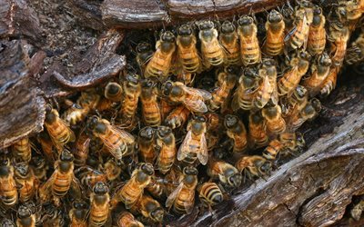 sauvages, les abeilles, l'apiculture, les insectes, les abeilles sauvages