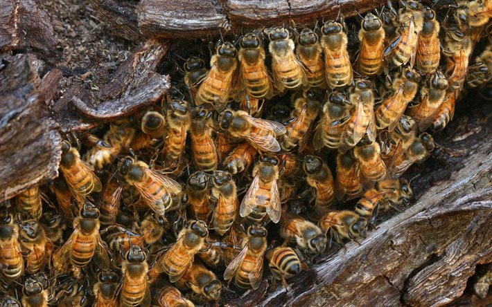 野生蜂, 養蜂, 昆虫