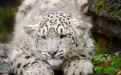 snow leopard, irbis, depredador
