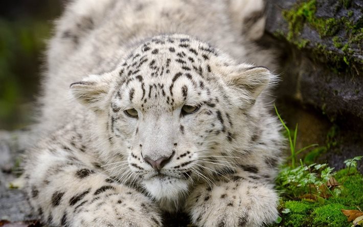 snow leopard, irbis, predatore