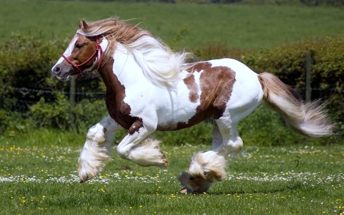 irländsk häst, hästar