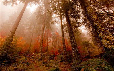 autumn, forest, tall trees, fog, deep autumn, yellow leaves