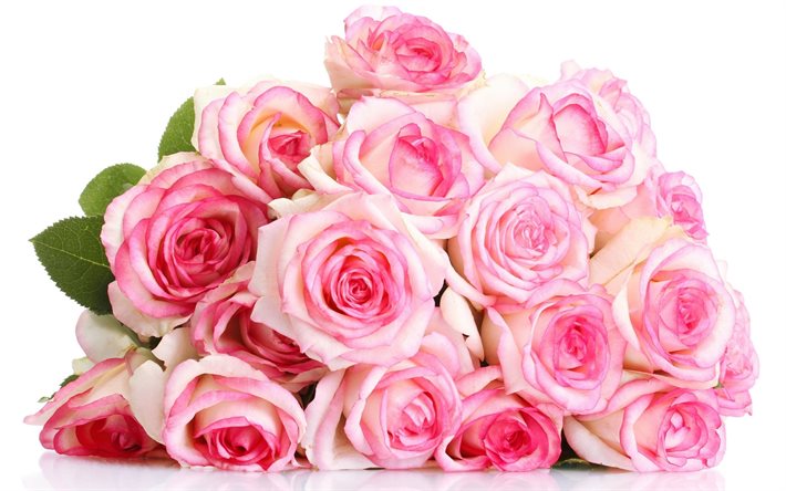 सुंदर गुलाब के फूल, पोलैंड गुलाब, गुलाब