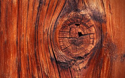 la texture del legno, marrone, albero