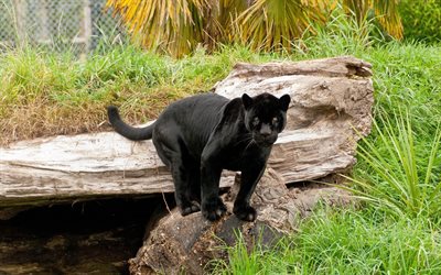 black jaguar, panther
