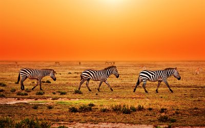 heat, africa, orange sky, zebra
