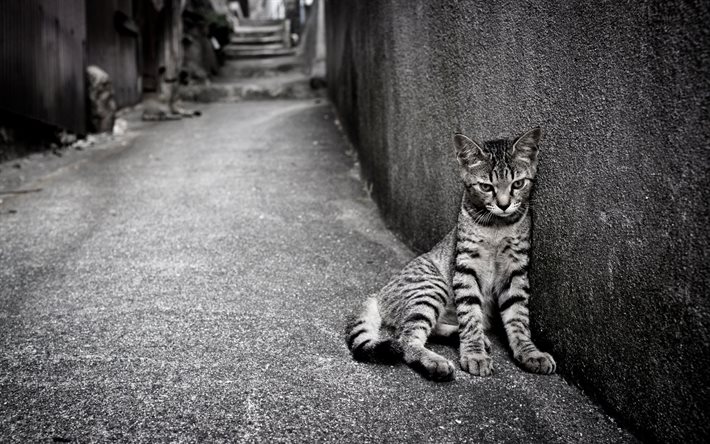 svartvitt foto, katt, grå katt