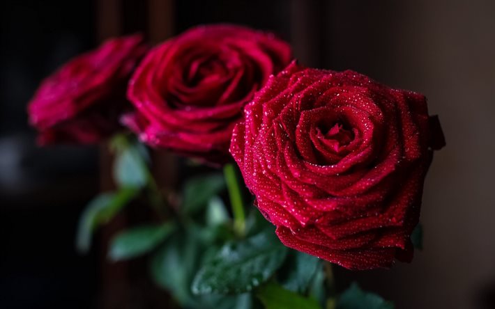 tre, polska rosor, chervonyi, foton av rosor, en bukett rosor, tre rosor, röda rosor, bukett rosor
