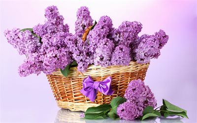 ramo de flores de color lila, lila, cesta, en el ramo de la buzok, el buzok