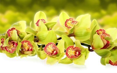 orkidéer, en orkidégren, orkidé, gröna orkidéer, grön orkidé