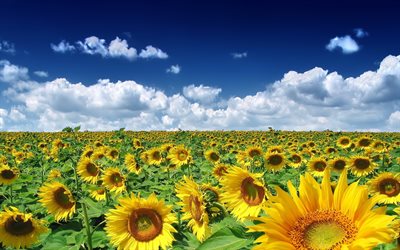 ukraine, sunflowers, sonyachnyi
