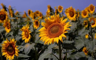 blakytne the sky, harvest sunflower, sonyachnyi, sunflowers, blue sky, vroiai of sonyashnik