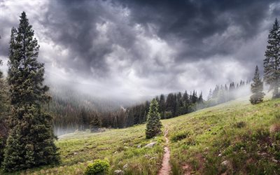 mountains, tree, fog, dense forest, path