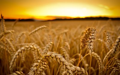 espigas de trigo, verão, colheita